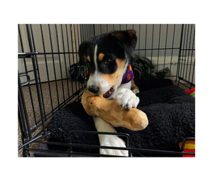 Masticar para mascotas de madera de café de alto grado de Vietnam-Cosecha sostenible y textura dura Masticar para mascotas de madera de café para exportar - Product Image 5