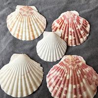 Coquillages de cauris africains authentiques coupés en deux Cypraea Annulus bruts mélangés |   Coquillages modernes d'art populaire naturel pour la divination de Noël