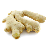 Gingembre frais en vrac, excellente qualité, conforme aux normes européennes, récolte de l'année dernière, origine Thaïlande, pour l'alimentation et l'agriculture, prix par tonne sur le marché.