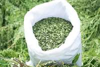 100% Bubuk Daun Moringa Hijau Murni, Umur Simpan 2 Tahun, Penyimpanan Suhu Ruangan