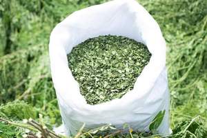 Poudre de feuilles de Moringa 100% pure et verte - Product Image 4