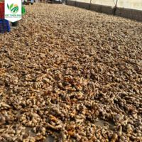 越南OL-29优质老姜新鲜姜根散装价格低廉