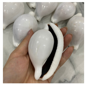 Coquillages d'oeufs naturels Coquillages de mer décoratifs de qualité supérieure pour la fabrication de bijoux Artisanat Aquarium et décoration côtière - Product Image 1