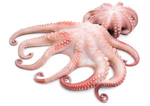 Pulpo congelado de grado A de alta calidad para bebé, corte IQF, mariscos sazonados, harina de pescado, pulpo, embalaje redondo completo, entrega MOQ - Product Image 4