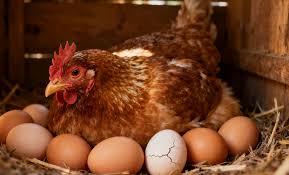 Huevos Frescos de Gallina de Mesa, 100% Naturales, de Calidad, con Cáscara Blanca/Marrón, en Venta - Product Image 3