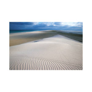 Troncos largos de haya de primera calidad para Muebles personalizados, excelentes precios y cantidades a granel disponibles - Product Image 1