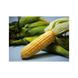 Maíz amarillo para consumo humano, no gmo, amarillo, venta al por mayor - Product Image 4