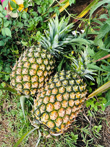 Piña fresca de Vietnam para exportación-Fruta tropical jugosa dulce-Suministro a granel de alta calidad Precio barato - Product Image 5