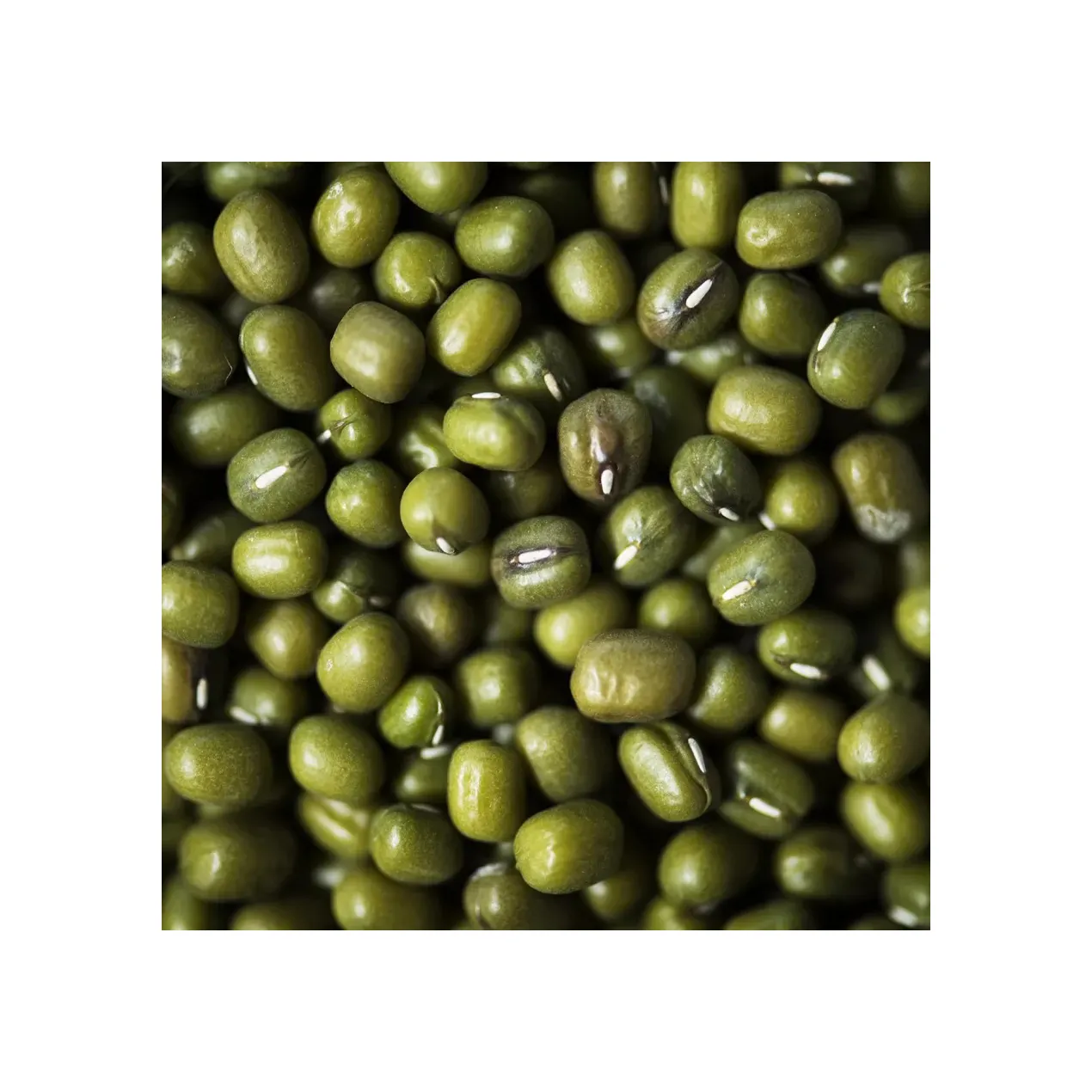 Frijoles Mung verdes al por mayor de Grado Superior 100% a la venta a precio barato