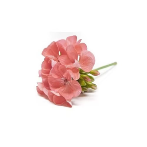 Vente en gros 100% huile essentielle de géranium bio pure huile de parfum pour bougie diffuseur de savon - Product Image 6