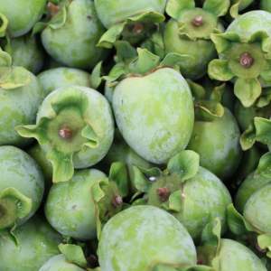 Plancher en bois massif d'acacia finition naturelle KAKISHIBU de qualité supérieure, style japonais traditionnel - Product Image 6