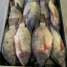 ปลานิลสีดำแช่แข็งอาหารทะเลที่อุดมไปด้วยโปรตีนสะอาดเป็นธรรมชาติทั้งหมดสำหรับการสนับสนุนภูมิคุ้มกันและวิถีชีวิตที่มีสุขภาพดี - Product Image 5