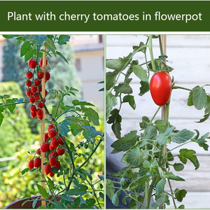 Estacas de plantas naturales al mejor precio al por mayor, estacas de jardín, palitos de bambú para exteriores e interiores, soporte para plantas de tomate en maceta - Product Image 4