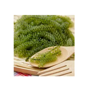 天然绿色绿色食品干燥调味咸海葡萄海藻200克来自越南-竞争