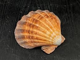 Extractos de cáscara botánica Etiqueta limpia ecológica garantizada - Product Image 4