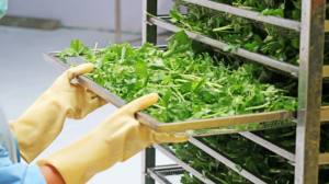 Ingrédients en poudre de céleri Boisson végétale Poudre de jus de céleri séchée biologique - Product Image 6