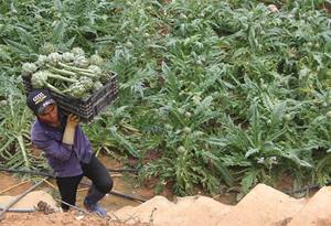 Usine en gros de haute qualité sauvage santé alimentaire extrait d'artichaut qualitatif feuille d'artichaut extrait sec du Vietnam - Product Image 5