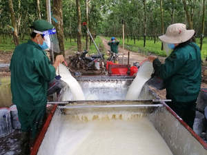 Latex naturel de haute qualité HA 60% RDC de Thaïlande Meilleur prix Matières premières en caoutchouc liquide SVR/RSS/Latex Fournisseur aux États-Unis, Malte - Product Image 6