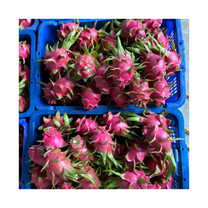 ผลไม้มังกรเวียดนามสดพรีเมี่ยม - Product Image 2