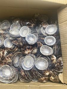 สินค้าส่งออกทั่วโลก / สินค้าขายดี / เปลือกหอยลิมเพ็ตธรรมชาติ สำหรับงานฝีมือและตกแต่ง พื้นผิวเรียบเนียน คุณภาพแข็งแรง - Product Image 4