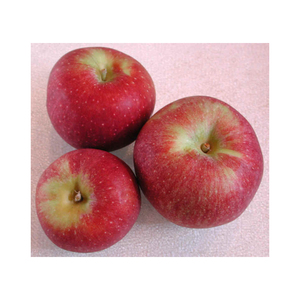 Manzana amarilla fresca, firme, jugosa y dulce para mercados mayoristas, exportadores, minoristas y distribuidores de productos agrícolas - Product Image 5