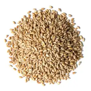 High Quality Wheat / Wheat Grain for Sale / Barley Best Market Price In Bulk