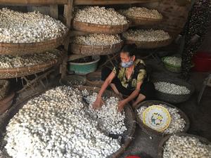 Capullo de seda de corte ecológico para gusano de seda Skicare para cosméticos - Product Image 2