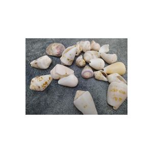 Hdmarketim conchiglia naturale decorativa 500 Gr