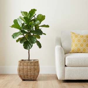 Rattan <b>basket</b> <b>for</b> <b>plants</b> and items Handmade Storage <b>Basket</b> Wholesale eco-friendly Made in Viet Nam - Product Image 6