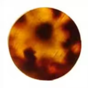 Bouton en corne noire de buffle de qualité supérieure Boutons en corne de buffle noire de haute qualité avec taille et forme personnalisées - Product Image 6