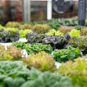 Ferme hydroponique en conteneur avec système de contrôle climatique, système d'agriculture hydroponique intelligent, système d'agriculture intelligent en conteneur - Product Image 2