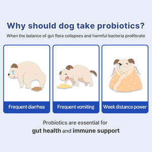Suplemento Probiótico Sin Gluten DR.BY en Polvo para Perros, Salud Intestinal, Apoyo Inmunológico, 2G*30EA, Cuidado de la Salud para Razas Pequeñas y Grandes - Product Image 4