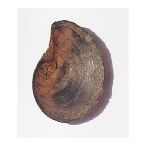 Expédition en vrac d'opercules de coquillages pour les marchés de l'encens et des parfums - Product Image 6