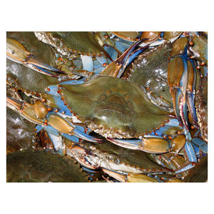 Crabes à coquille molle à prix avantageux disponibles pour les distributeurs et les acheteurs au détail - Product Image 6