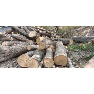 FABRICANTE Y EXPORTADOR DE MADERA DE ABEDUL - Product Image 1