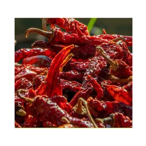 Secas Red Chili Single Spices Hato Food Super picante desidratado pimentão inteiro no Vietnã