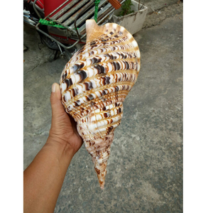 Conchas de trompeta en espiral de primera calidad de Vietnam para decoradores de océanos, diseño de acuarios y colecciones de regalos náuticos - Product Image 1