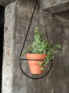 Support de pot mural unique en métal pour un arrangement végétal créatif, parfait pour les amateurs de jardin et les amateurs de plantes - Product Image 4