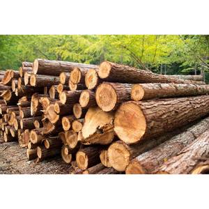 Bois séché, droit et lisse au four à bois de qualité supérieure pour la construction et les meubles - Product Image 5