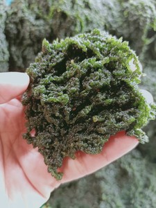 Uva marina de Vietnam, algas marinas, uva deshidratada, algas marinas - Product Image 5