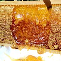 Feuilles de cire d'abeille 100% naturelle, qualité pure, gamme de tailles Lusitana, pour apiculteurs, cire d'abeille en nid d'abeille
