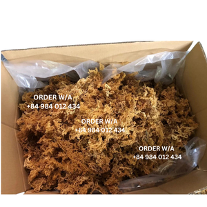 Mousse de mer du Vietnam, biologique et abordable Wildcrafted | Raw + Non OGM 2024 - Product Image 4