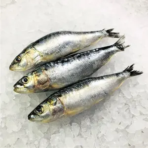 Wholesale Best Quality Clean Fresh Frozen Sardine Fish For Sale at Best Price