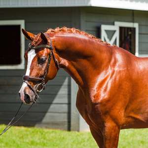 Brida de caballo de cuero genuino de alta calidad - Product Image 2