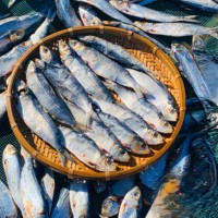 FRUITS DE MER FRAIS EN VRAC | HARENG À LA VAPEUR ET SÉCHAGE