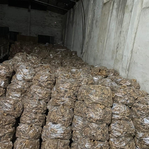 ขิงสดคุณภาพสูงจากเวียดนาม - Product Image 3