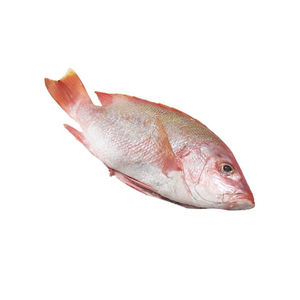 Poisson rouge congelé de qualité supérieure disponible en gros avec livraison rapide - Product Image 5