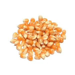 New Crop Yellow Corn / Maize for human and animal feed / Yellow Corn For Poultry Feed