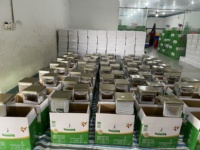Gratis monster, goedkope prijs, Vietnamese biologische rauwe gedroogde hele cashewnoten, premium kwaliteit AA, ISO22000:2015, HACCP, BRC gecertificeerd
