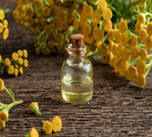 Huile essentielle biologique, pure et naturelle de Costmary pour l'aromathérapie, le massage, les cheveux et la peau | Fabricant et exportateur de gros en vrac - Product Image 2